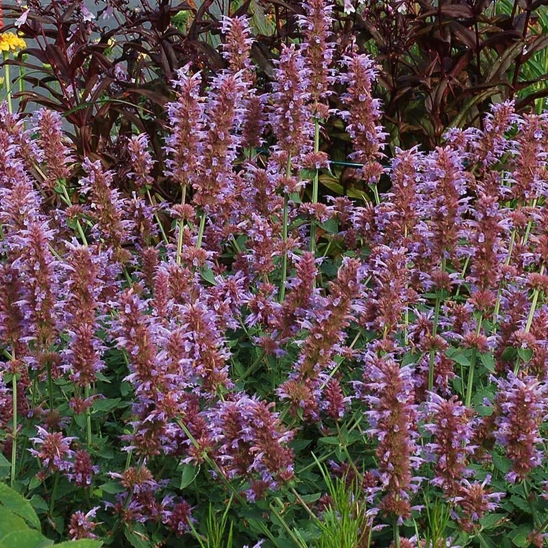 Kudos™ Silver Blue Agastache 5 Kudos™ Silver Blue Agastache - Image 3