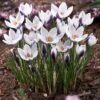 Lady Killer Snow Crocus 1 Lady Killer Snow Crocus -Sosoli Plant Shop lady killer snow crocus