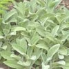 Helen Von Stein Lamb's Ear -Sosoli Plant Shop lambs ear helen von stein walters garden 2