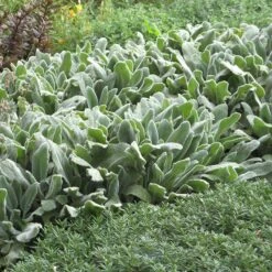 Helen Von Stein Lamb's Ear -Sosoli Plant Shop lambs ear helen von stein 1