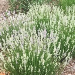 FlowerKisser® Delft Blue & White English Lavender 10 FlowerKisser® Delft Blue & White English Lavender -Sosoli Plant Shop lavandula angustifolia flowerkisser delft blue and white flowers