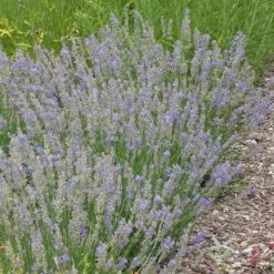 FlowerKisser® Delft Blue & White English Lavender 11 FlowerKisser® Delft Blue & White English Lavender -Sosoli Plant Shop lavandula angustifolia flowerkisser delft blue and white whole plant garden