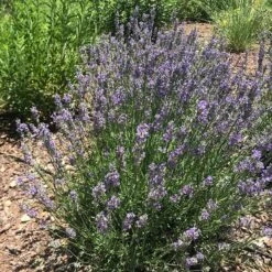 FlowerKisser® Delft Blue & White English Lavender 9 FlowerKisser® Delft Blue & White English Lavender -Sosoli Plant Shop lavandula angustifolia flowerkisser delft blue white flowers