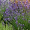 Munstead Violet English Lavender -Sosoli Plant Shop lavandula angustifolia munstead violet 1 1