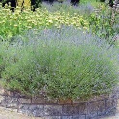 Sosoli Plant Shop 11 Sosoli Plant Shop -Sosoli Plant Shop lavandula angustifolia phlomis russeliana lampwick plant