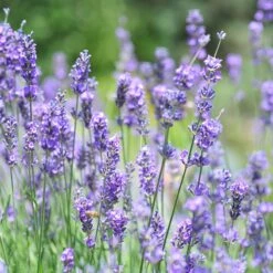 Vera English Lavender 9 Vera English Lavender -Sosoli Plant Shop lavandula angustifolia vera