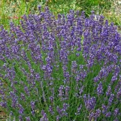 Vera English Lavender 8 Vera English Lavender -Sosoli Plant Shop lavandula angustifolia vera cc 1
