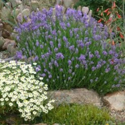 Wee One Dwarf English Lavender -Sosoli Plant Shop lavandula angustifolia wee one with melampodium leucanthum 1