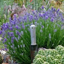 Wee One Dwarf English Lavender -Sosoli Plant Shop lavandula angustifolia wee one with trowel for size cc 1