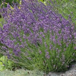 Buena Vista English Lavender -Sosoli Plant Shop lavandula buena vista lavender garden 2
