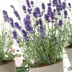 Hidcote Blue English Lavender 7 Hidcote Blue English Lavender -Sosoli Plant Shop lavandula hidcote lavender pot 1