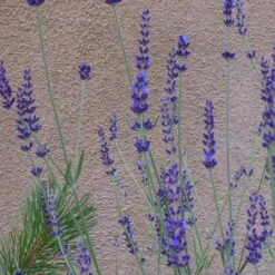 Gros Bleu French Lavender 7 Gros Bleu French Lavender -Sosoli Plant Shop lavandula inter gros bleu close up 1