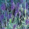 Mitcham Gray English Lavender -Sosoli Plant Shop lavandula mitcham gray 63116 9 2