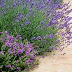 Dark Violet Skullcap (Scutellaria) -Sosoli Plant Shop lavandula pastor pride scutellaria violet cloud