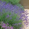 Pastor's Pride English Lavender 2 Pastor's Pride English Lavender -Sosoli Plant Shop lavandula pastors pride lavender 1 2
