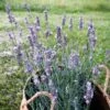 Sensational!™ Lavender 2 Sensational!™ Lavender -Sosoli Plant Shop lavandula sensational lavender