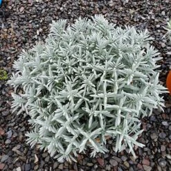 Sensational!™ Lavender -Sosoli Plant Shop lavandula sensational 1