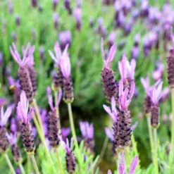 Purple Ribbon Spanish Lavender -Sosoli Plant Shop lavandula stoechas purple ribbon spanish lavender flowers 1