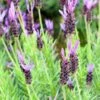 Purple Ribbon Spanish Lavender -Sosoli Plant Shop lavandula stoechas purple ribbon spanish lavendr