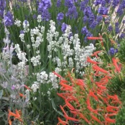 Sosoli Plant Shop -Sosoli Plant Shop lavandula angust. nana alba angust. thumbelina leigh penstemon pinifolius