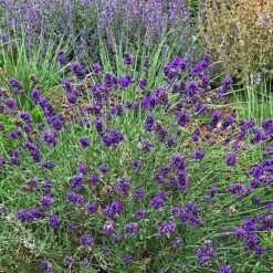 FlowerKisser® After Midnight English Lavender -Sosoli Plant Shop lavandula angustifolia after midnight whole plant cropped 1