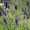 Hidcote Blue English Lavender 2 Hidcote Blue English Lavender -Sosoli Plant Shop lavandula angustifolia hidcote blue lavender enlgish blue cropped