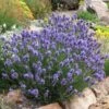 Thumbelina Leigh Dwarf English Lavender -Sosoli Plant Shop lavandula angustifolia thumbelina leigh web 1