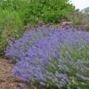 Blue Cushion English Lavender -Sosoli Plant Shop lavandula blue cushion garden 10958 3