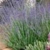 Gros Bleu French Lavender -Sosoli Plant Shop lavandula intermedia 63156 1 web 5