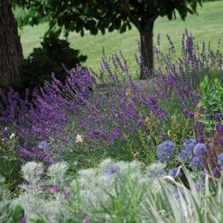 Sharon Roberts English Lavender -Sosoli Plant Shop lavandula sharon roberts 1