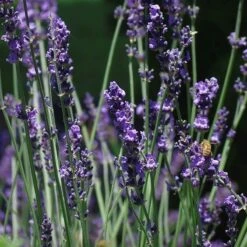 Sharon Roberts English Lavender -Sosoli Plant Shop lavandula sharon roberts 2 1