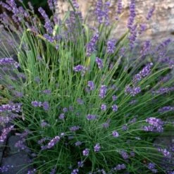 Sharon Roberts English Lavender -Sosoli Plant Shop lavandula sharon roberts 1 1 1