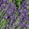 Sharon Roberts English Lavender -Sosoli Plant Shop lavandula sharon roberts with bee 1 1