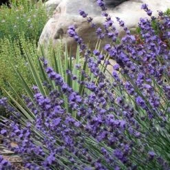 Sharon Roberts English Lavender -Sosoli Plant Shop lavender sharon roberts 1