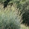 Great Basin Wildrye -Sosoli Plant Shop leymus cinereus close up plant select great basin wildrye