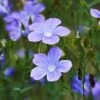 Spanish Blue Flax (Linum) -Sosoli Plant Shop linum narbonense spanish blue flax 2 cropped
