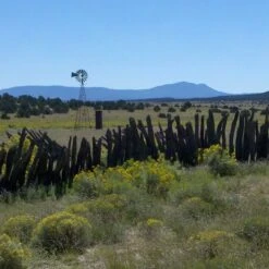 Little Prairie Native Wildflower Seed Mix -Sosoli Plant Shop little prairie mix bouteloua gracilis meadow