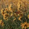 Little Prairie Native Wildflower Seed Mix -Sosoli Plant Shop little prairie wildflowers with monarch flowers