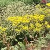 Little Rascal Sulphur Buckwheat -Sosoli Plant Shop little rascal sulphur buckwheat eriogonum allenii little rascal