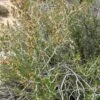 Littleleaf Mountain Mahogany (Cercocarpus) -Sosoli Plant Shop littleleaf mountain mahogany cercocarpus shrubs
