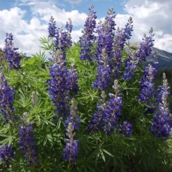 High Country Meadow Native Wildflower Seed Mix -Sosoli Plant Shop lupine mountainside