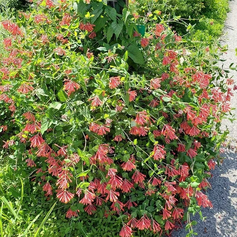 Major Wheeler Honeysuckle Vine 8 Major Wheeler Honeysuckle Vine - Image 6