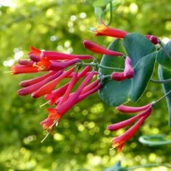 Major Wheeler Honeysuckle Vine 10 Major Wheeler Honeysuckle Vine -Sosoli Plant Shop major wheeler honeysuckle vine c