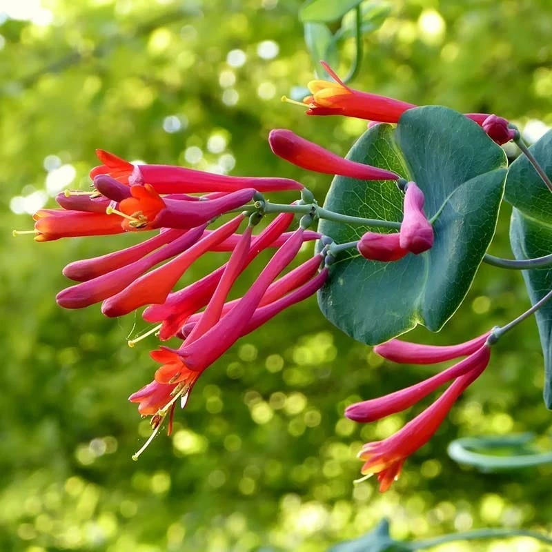 Major Wheeler Honeysuckle Vine 5 Major Wheeler Honeysuckle Vine - Image 3