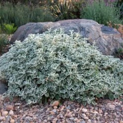 Silver Edged Horehound (Marrubium) -Sosoli Plant Shop marrubium rotundifolium david winger1 plant select cropped