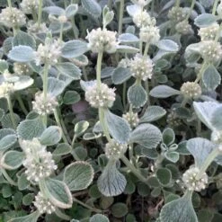 Silver Edged Horehound (Marrubium) -Sosoli Plant Shop marrubium rotundifolium silver edged horehound cindy jewell