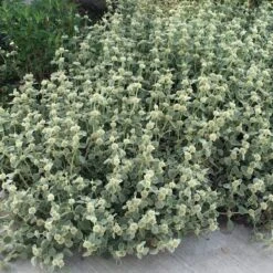 Silver Edged Horehound (Marrubium) -Sosoli Plant Shop marrubium rotundifolium silver edged horehound cindy jewell 3