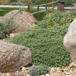 Silver Edged Horehound (Marrubium) -Sosoli Plant Shop marrubium rotundifolium plant select cropped