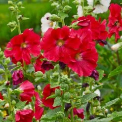 Mars Magic Single Hollyhock -Sosoli Plant Shop mars magic single hollyhock alcea rosea walters garden flowers