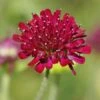 Mars Midget Pincushion Flower -Sosoli Plant Shop mars midget pincushion flower knautia macedonica